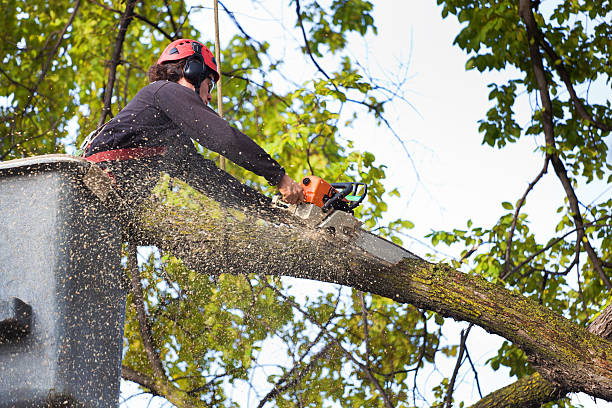 Best Lawn Maintenance Plans  in Saw Creek, PA